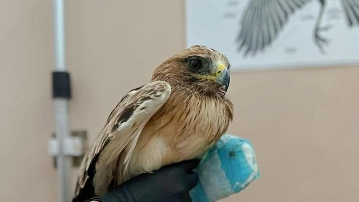 Impallinata otto volte un’aquila minore a Velletri: la creatura muore. Esposto di Lipu alla Procura