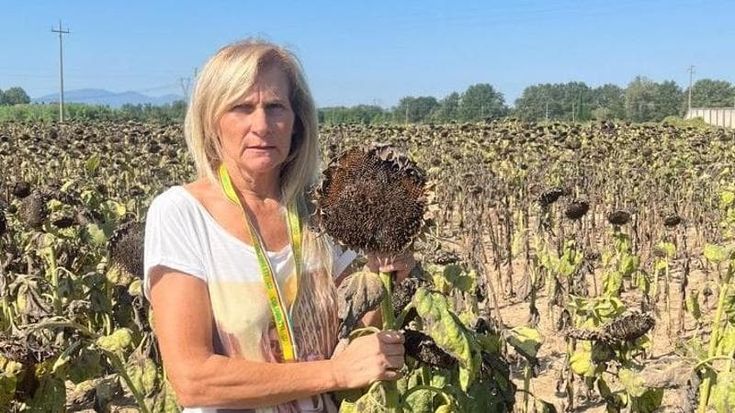 Valdinievole, piccioni attaccano i campi di girasoli: "Perso il 70% della produzione"