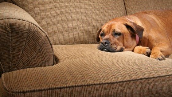 Cani, topi e pappagalli: anche gli animali si annoiano