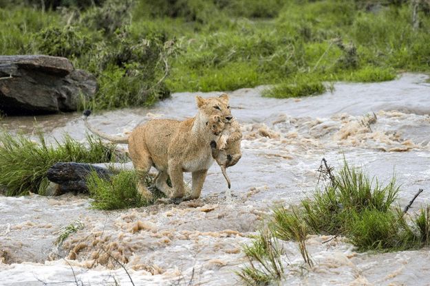 Kenya, mamma leonessa sfida le rapide e salva il cucciolo