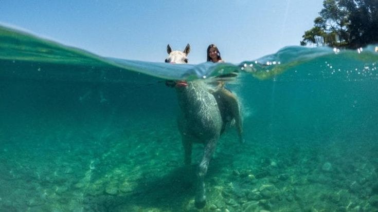 Oh oh cavallo