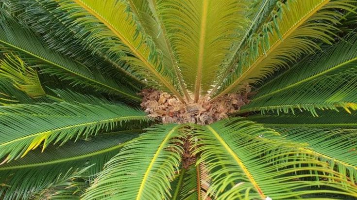 Come capire se la Cycas è maschio o femmina: ecco cosa controllare