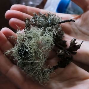 Anna Favre: "L''Alga Jet', dalla cosmesi al carburante per gli aerei, il business ecologico che guarda agli Stati Uniti"