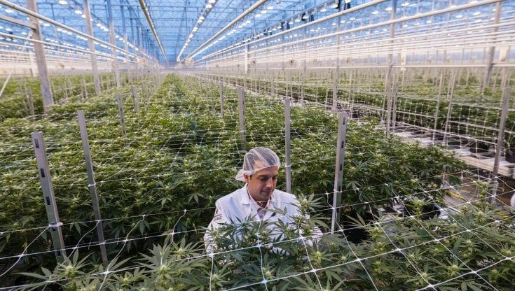 La corsa per produrre cannabis terapeutica, sono già 12 i privati che si sono fatti avanti: "Passo verso l'autosufficienza"