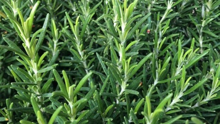 Svegliarsi con la primavera, servono vitamine e una tazza di rosmarino