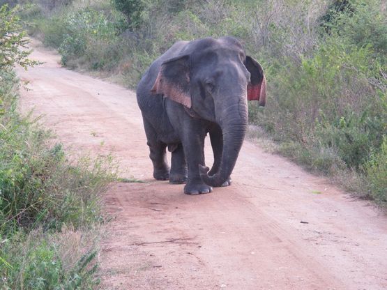 Sri Lanka, l'elefante nano: il primo caso documentato