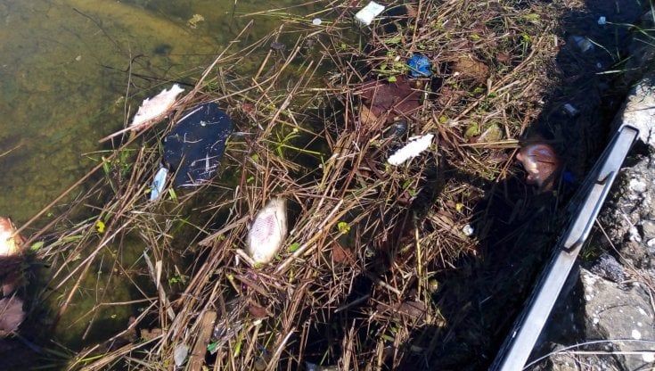 Firenze, moria di pesci nella Vasca dei cigni alla Fortezza Da Basso