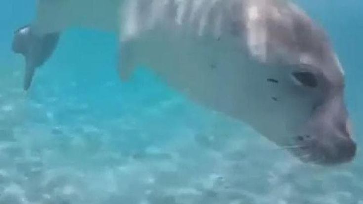 A Ponza è tornata la foca monaca, l’Università della Tuscia: “Accertato dal Dna ambientale”