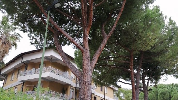 Bordighera, infuria la polemica sull'abbattimento dei pini in via Aldo Moro 
