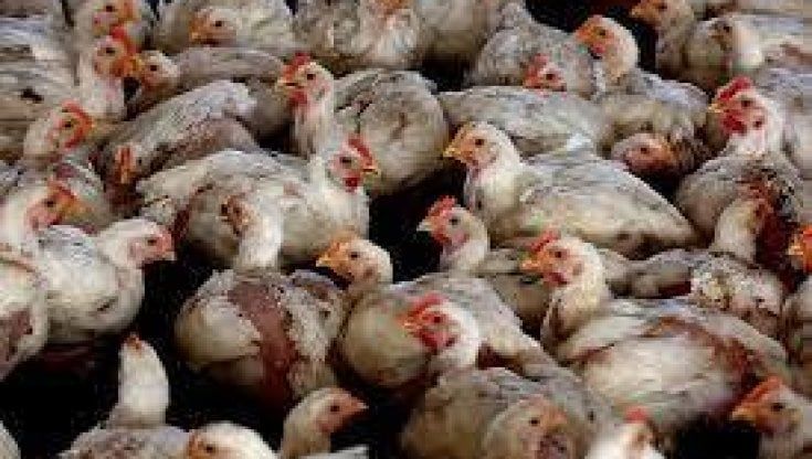 Focolaio di aviaria a Roma, zona rossa da Ostia a Fiumicino. Le autorità: "Cuocete bene il cibo"