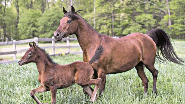 I segreti che gli animali ci sussurrano