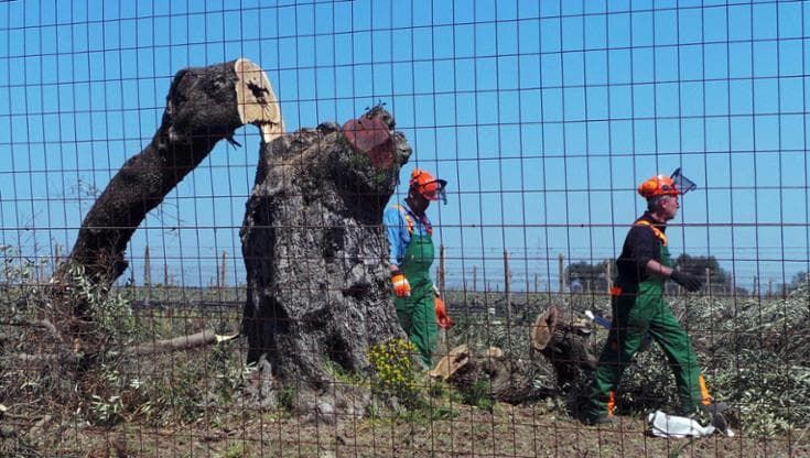 “Errori e sprechi nella lotta alla xylella”, ora Lollobrigida vuole un commissario e invoca indagini
