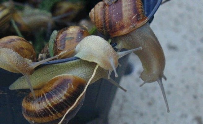 Una pelle stupenda per le feste? <br />Il segreto delle chiocciole di Cherasco