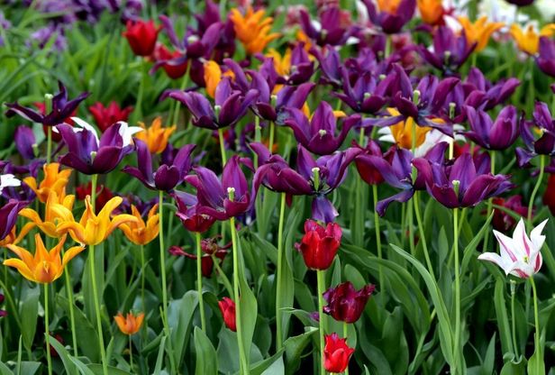 Un po' di Olanda a San Lazzaro: 15mila tulipani nel giardino - Foto 