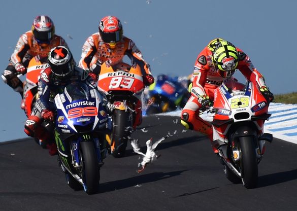 MotoGp Gp Australia, Iannone centra un povero gabbiano in gara - Fotosequenza