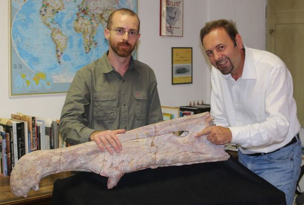 Milano, il primo dinosauro gigante che cacciava in acqua
