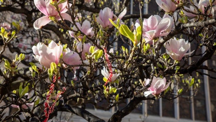 Tredesin de Marz: la festa dei fiori a Milano che annuncia la primavera