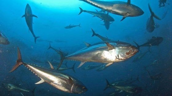 Aumentano le quote italiane per la pesca del tonno rosso. Ed è guerra tra Sicilia e Campania