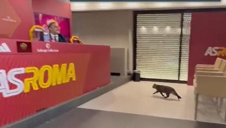 Un gatto irrompe nella conferenza stampa di Gasperini. Il tecnico se la ride: "Risponde lui per me?"