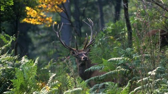Nei Parchi del Trentino, per il "bramito" dei cervi