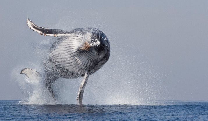 La forza e lo splendore, il salto della balenottera &egrave; uno spettacolo