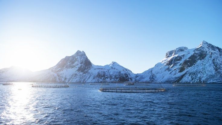 Il salmone non è mai stato così green. 50 anni di acquacoltura sostenibile in Norvegia