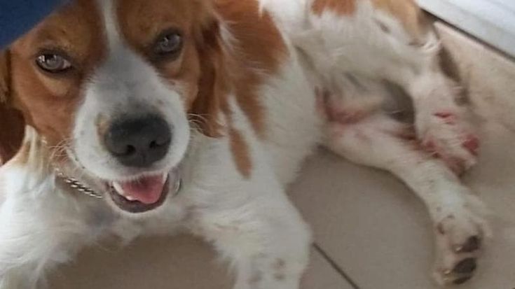 Cane ferito si presenta da solo al pronto soccorso: infermiera disinfetta la zampa malconcia e lo affida ai veterinari