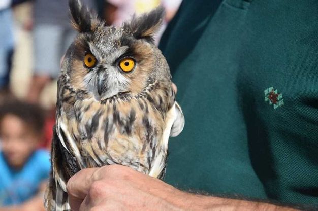 Taranto, gli animali selvatici tornano liberi dopo la cura 