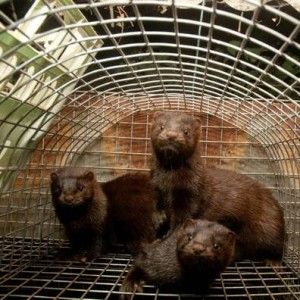 Blitz animalista nel ravennate, liberati 800 visoni