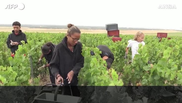 Champagne, vendemmia ultra precoce nel 2026: "Mai visto nulla di simile"