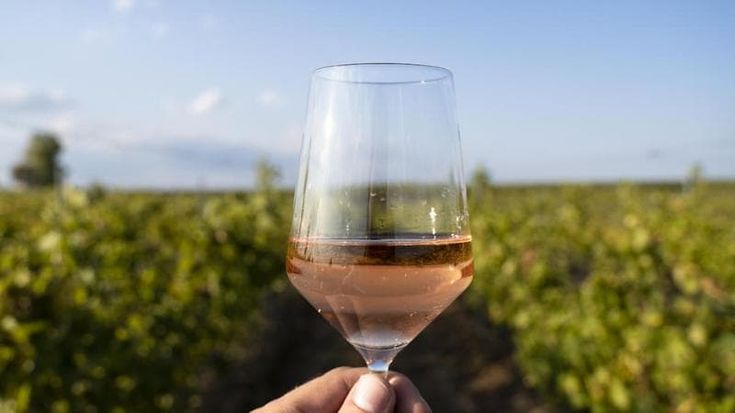 Vino, Fantini e la scommessa vinta sui rosati