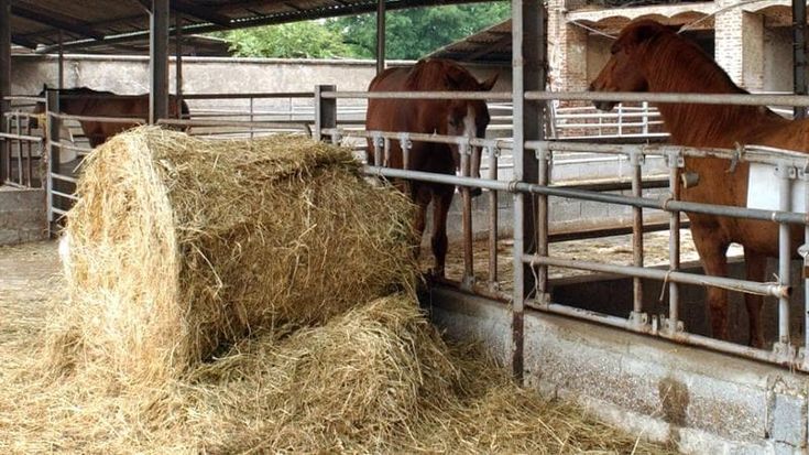 Abusi sulle allieve minorenni: arrestato istruttore di equitazione di 62 anni nel Milanese