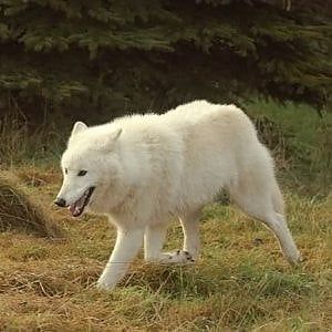 Torino, uccidono cane con un pezzo di metallo e lo abbandonano al parco Sempione