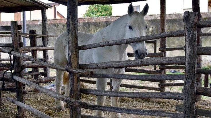 A Corato bufera sulla sagra della carne di cavallo, animalisti sul piede di guerra. Il sindaco: "Organizzeremo un convegno per i vegani"