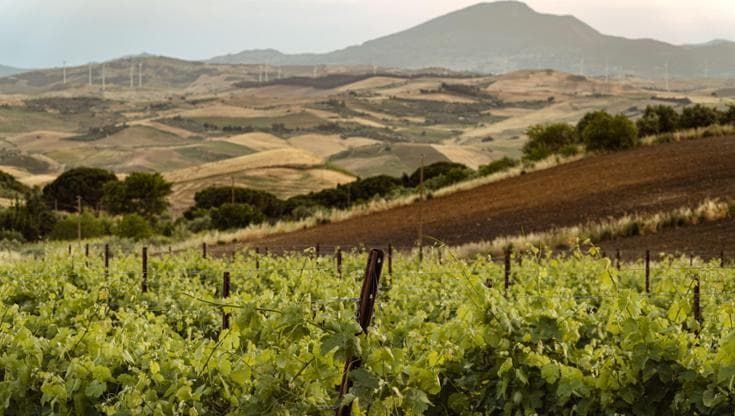La sfida del Catarratto: affermarsi come un grande vino siciliano
