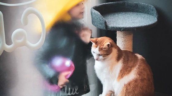 Il Crazy cat cafè di Milano e l'appello ai genitori poco educati: "Insegnate ai vostri bambini a rispettare i nostri gatti"