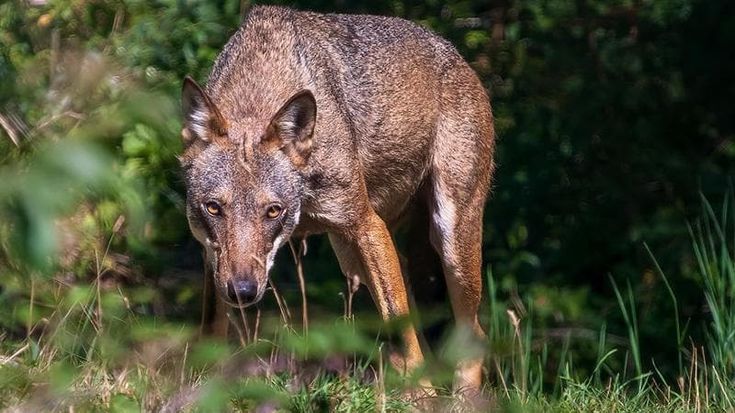 Terni, bimba aggredita da un lupo ad Arrone: in campo una task force per catturarlo