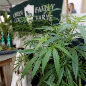 Manca la cannabis terapeutica, mille pazienti senza terapie