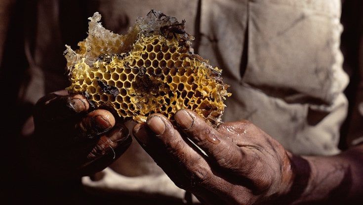 Gli apicoltori in trincea per salvare il miele: "Riforestiamo o sarà tardi"