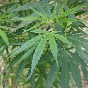 Marijuana, negli anziani potrebbe rallentare la degenerazione del cervello