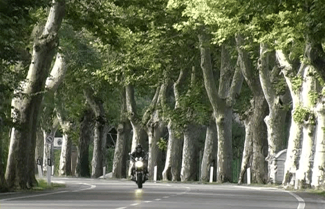 Alberi assassini? Ci vuole buonsenso