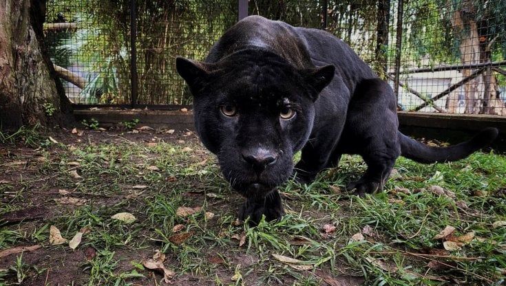 Zoo di Napoli, torna la pantera nera