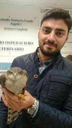 Cuma, un piccolo sparviere trovato vicino al depuratore