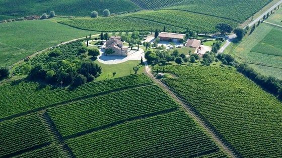 Le terre del Verdicchio: da Jesi a Matelica, un bianco d'autore