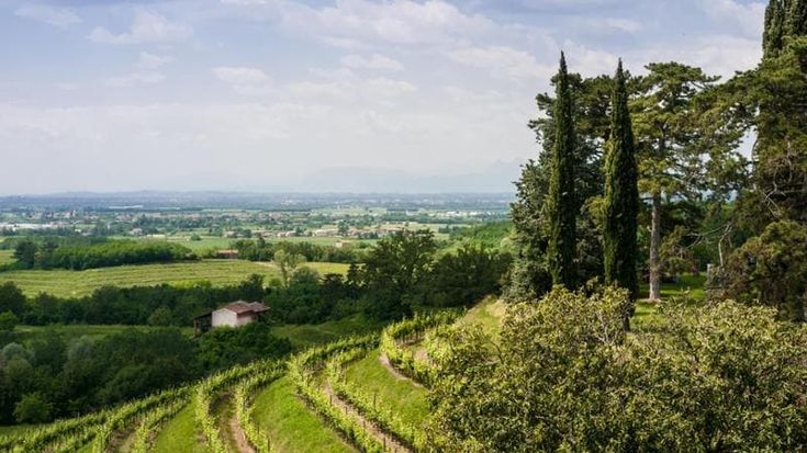 Il Friuli Venezia Giulia lancia la vendemmia turistico-didattica: una nuova frontiera dell’enoturismo
