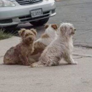 Il cane Tanner abbraccia tutti quelli che incontra per farsi ...