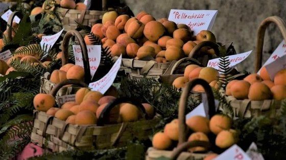 Albicocca vesuviana, nasce il Presidio Slow Food