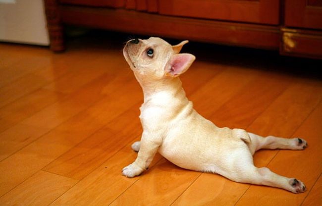 Uno stretching bestiale, gli animali fanno yoga