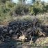 Muore schiacciato da un albero: la vittima è un taglialegna albanese 