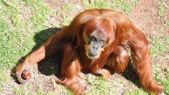 E' morta Puan, il più anziano orango di Sumatra
